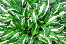 White-green Leaves Of Hosta. Bush Of Hosta. Close Up Green Leaves. Plants Background. Summer Plants And Flowers