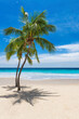 Sunny tropical beach with coco palms and the turquoise sea on Caribbean island.	