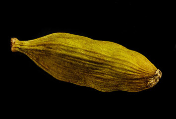 .macro shot of one pod of cardamom green isolated on a black background very close in detail