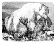 Ice Bear Or Polar Bear (Urus Maritimus) / Illustration From Brockhaus Konversations-Lexikon 1908
