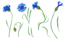 Big Set Of Realistic Blue Garden Cornflowers. Colorful Summer Bloom Flowers On Stems, Buds, And Leaves. Watercolor Hand Painted Isolated Elements On White Background.