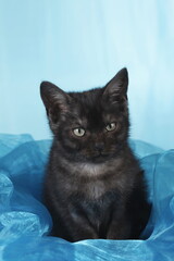 Cute black kitten sitting on blue background