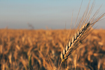 field of wheat