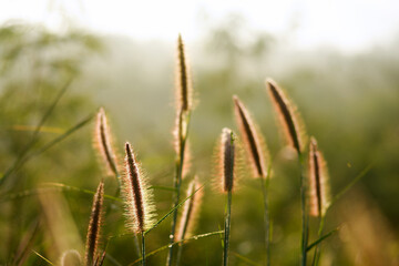 dry grass in the morning