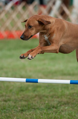 Canvas Print - Rhodesian Ridgeback