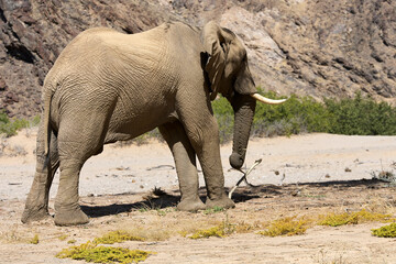 Wall Mural - Very rare wild desert elephant  in Hoanib river valley, Damaraland, Kaokoveld, Kaokoland, Kunene, Sesfontein, Namibia