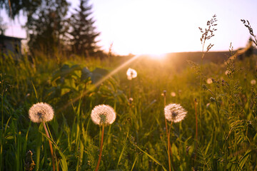 Wall Mural - Dandelions in the grass at sunset in the village. White dandelions in golden rays in the evening sunlight. Countryside nature landscape background.