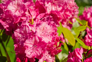 Rhododendron blooming flowers in the spring garden. Pacific rhododendron or California rosebay evergreen shrub. Beautiful pink Rhododendron close up