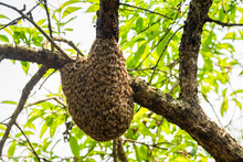 Wild Beehive On Tree