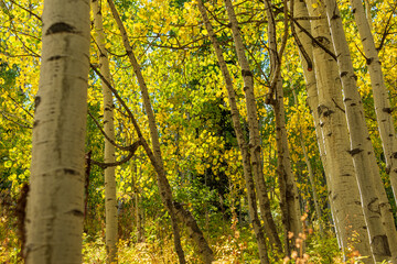 Wall Mural - yellow maple leaves