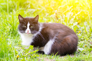 Wall Mural - A colored cat is lying on the grass. Cat in the grass. A street cat. Beautiful cat.