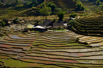 Campos de arroz en Vietnam