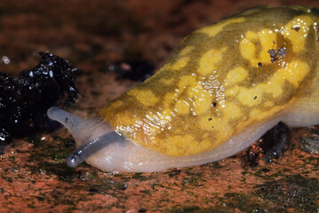 Slug in urban garden searching for plants on which to feed.