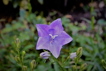 Wall Mural - Purple harebell flower in the garden 