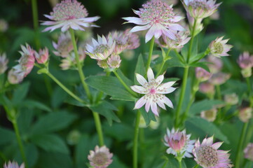 Wall Mural - pink pincushion flowers in the garden