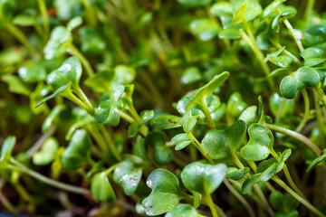 Wall Mural - Close-up of broccoli microgreens in the black box. Sprouting Microgreens. Seed Germination at home. Vegan and healthy eating concept. Sprouted broccoli Seeds, Micro greens. Growing sprouts.