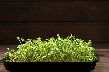 Wall Mural - Close-up of broccoli microgreens in the black box. Sprouting Microgreens. Seed Germination at home. Vegan and healthy eating concept. Sprouted broccoli Seeds, Micro greens. Growing sprouts.