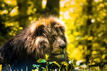 The Barbary Lion Was A Panthera Leo Leo Population In North Africa That Is Regionally Extinct Today.