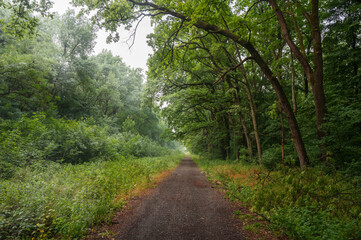 Wall Mural - Winding gravel road through sunny green Forest illuminated by sunbeams through mist