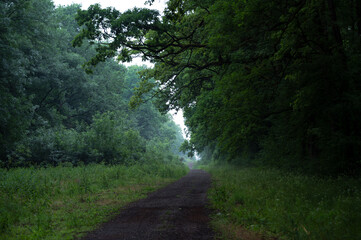 Wall Mural - Winding gravel road through sunny green Forest illuminated by sunbeams through mist