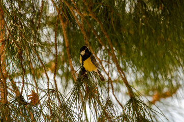 Great tit perched on a branch in a pine forest singing