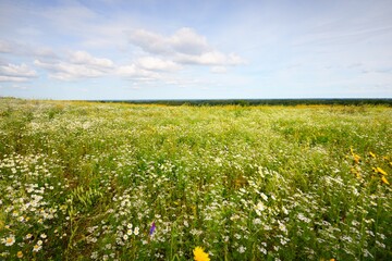 Wall Mural - Wildflowers close-up. Panoramic view of the blooming chamomile field. Dramatic cloudscape. Floral pattern. Setomaa, Estonia. Environmental conservation, gardening, alternative medicine, eco tourism
