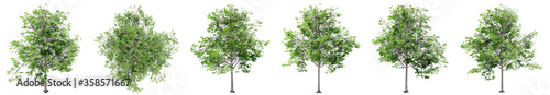 Fotomural Set or collection of green oak trees isolated on white background