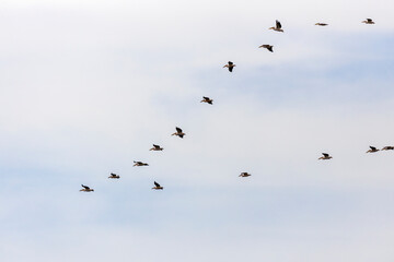 Wall Mural - Great White Pelican, pelecanus onocrotalus, Group in Flight.