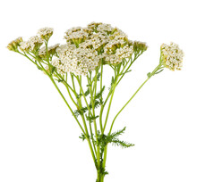 Yarrow Blooms Flowers On Stalk Bouquet Isolated On White Background
