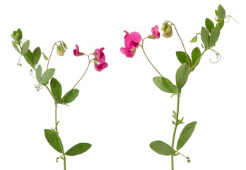 wild peas pink flowers on stem with green leaves isolated on white background