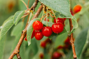 Wall Mural - Bunch of sweet red cherries hanging on a cherry tree branch.Water droplets on fruit.Cherry orchard after the rain.Fruit harvest.Cherry macro.Organic berries with leaves.Fruit background.Fresh snack