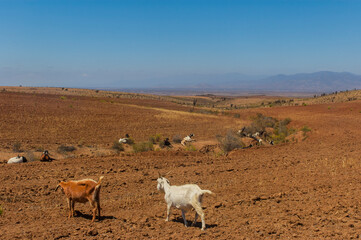 Canvas Print - Animales cabras caprinos  desierto pastando paisajes naturaleza.