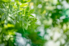 ミモザの葉っぱ、グリーンのボケ画像 背景素材