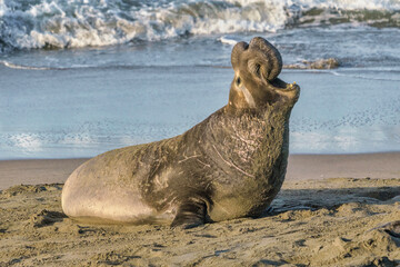 Wall Mural - Northern Elephant Seal bull roaring