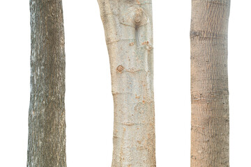 Tree trunk isolated on white background. This has clipping path.