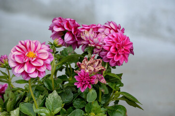 Wall Mural - pink beautiful flower in summer