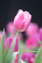 Pink Tulips In The Garden