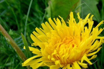 Wall Mural - yellow coltsfoot flower in summer macro photo