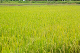 Fototapeta Krajobraz - rice field in thailand