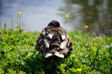 Male Mallard Duck Sleeping On Green Pond Shore