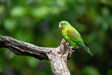 Wall Mural - Brotogeris jugularis, Orange-chinned parakeet The bird is perched on the branch in nice wildlife natural environment of Costa Rica, parrot..