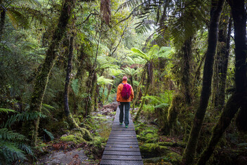 Wall Mural - New Zealand forest