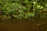 Fototapeta Krajobraz - forest flooded when the river overflowed, young pine branches sticking out from under water in the foreground