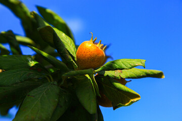 A single medlar on the edge of the branch