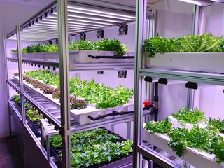 Poster - fresh vegetables are growing in indoor farm/vertical farm.