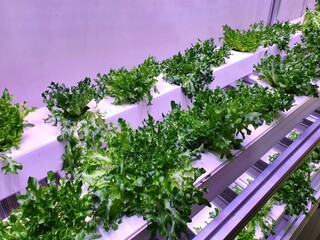 Sticker - Fresh Vegetables are growing in indoor farm/vertical farm.