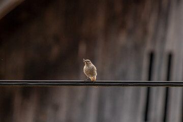 Black redstart sitting on electric cable