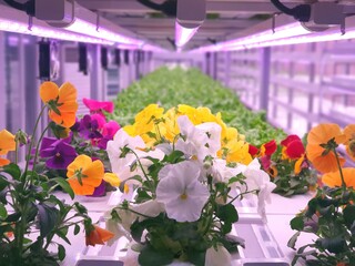 Canvas Print - Fresh Vegetables are growing in indoor farm/vertical farm.