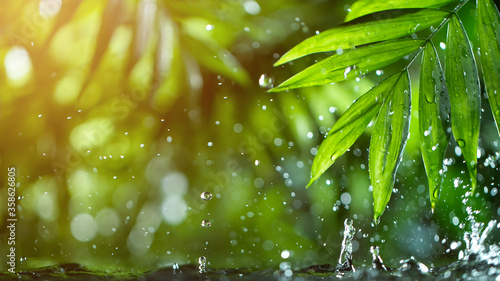 Fotografía fresh green leaves with water drops over the water , relaxation with water rippl