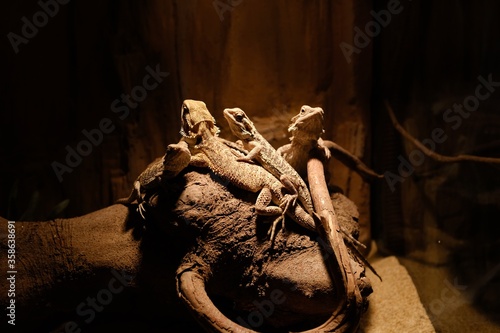 Fotomural Closeup shot of the lizards exhibited at the museum under the lights